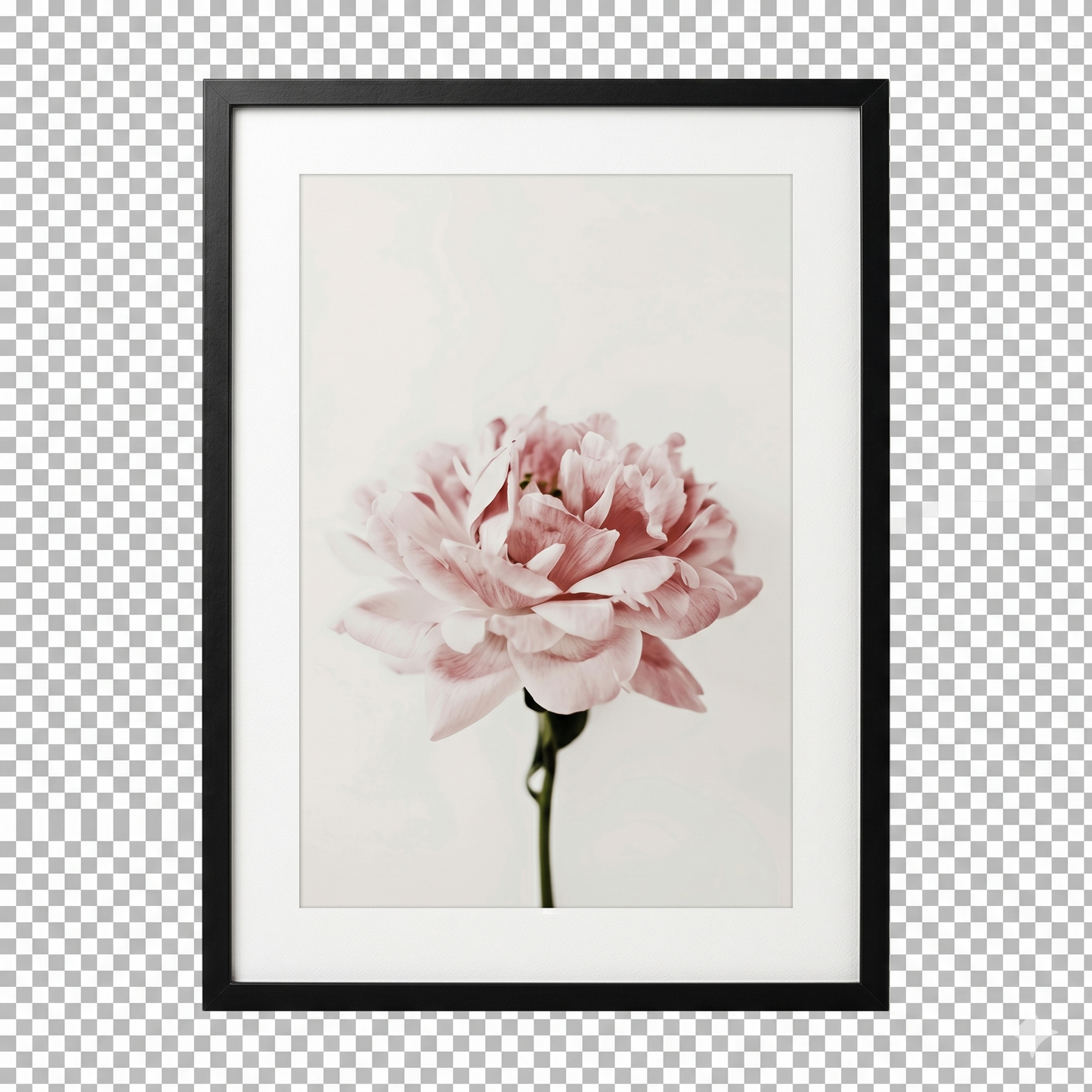Blushing Peony Bloom Canvas – Elegant Botanical MDF Framed Art