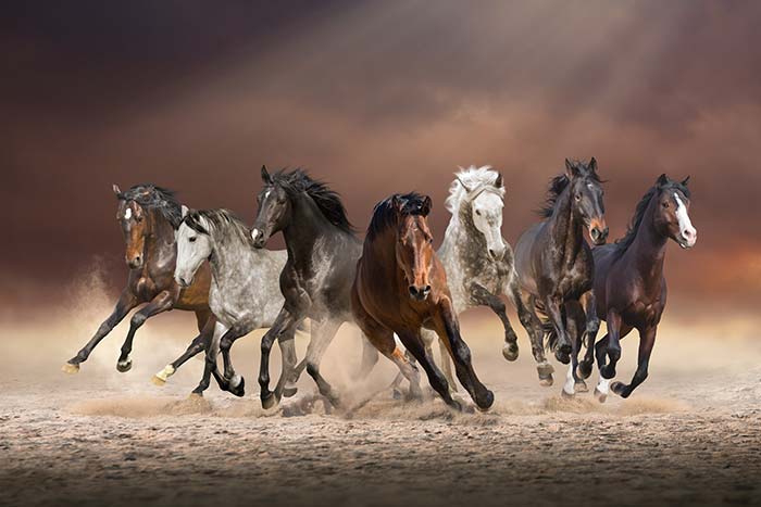 Majestic Seven Horses Gallop – Premium Vegan Leather Finish Wall Art