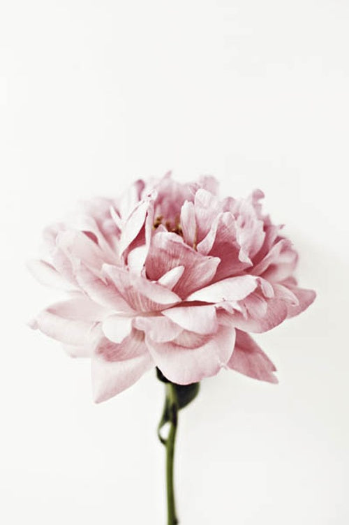 Blushing Peony Bloom Canvas – Elegant Botanical MDF Framed Art